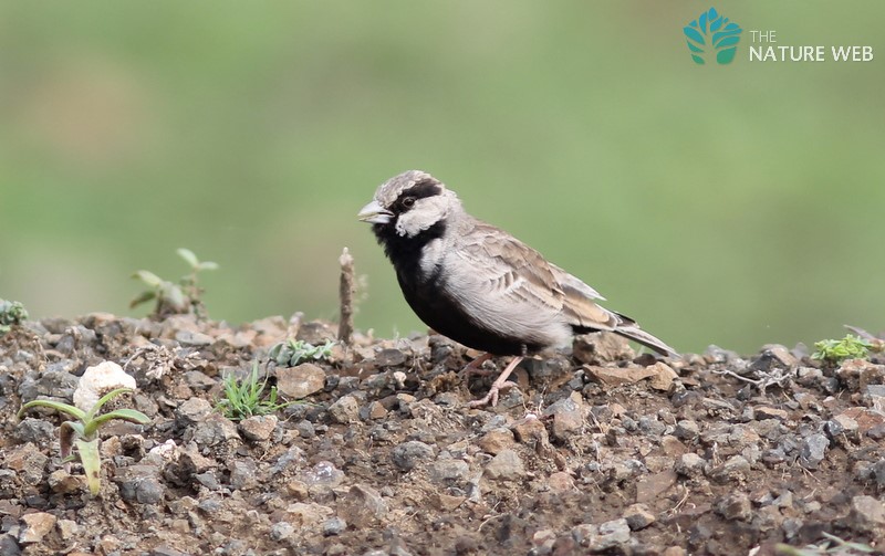 Ashy-crowned Sparrow Lark